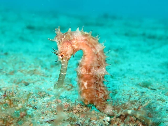 Hippocampus spp