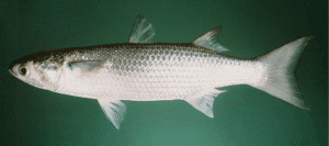 caught in Boka waters