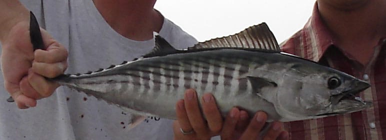 fishing in the bay of kotor