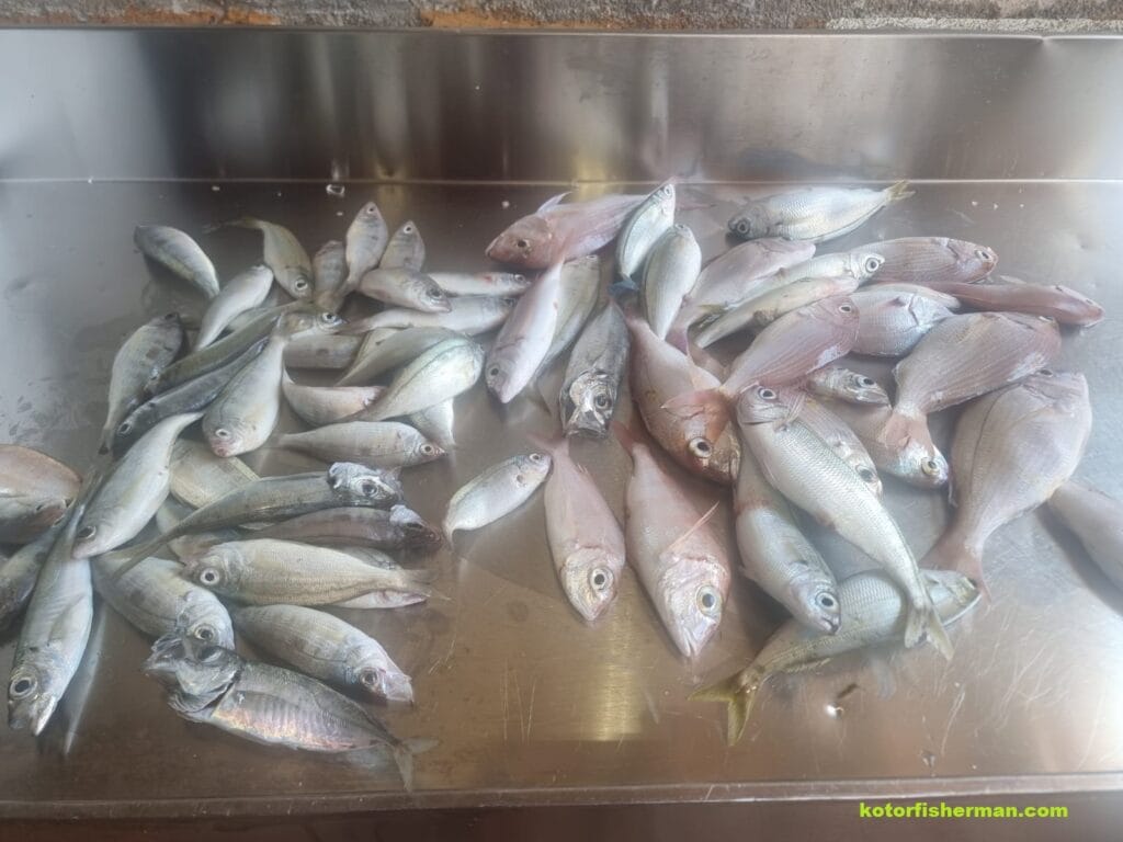 catch in the bay of kotor
