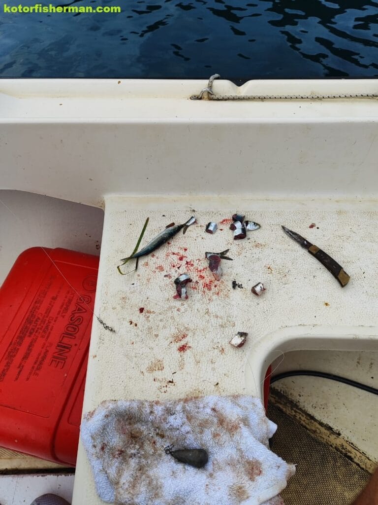 Sardina pilchardus as an bait