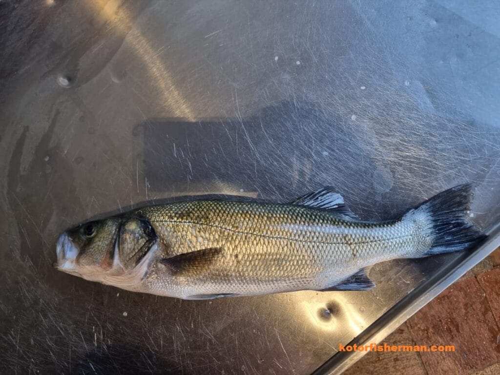how to catch sea bass