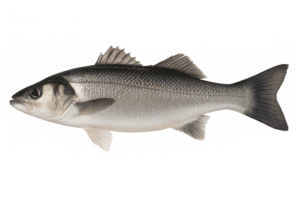 european sea bass