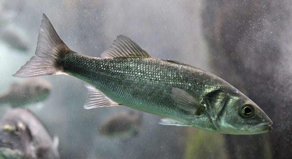 european sea bass