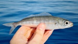 What Eats Bogue Fish