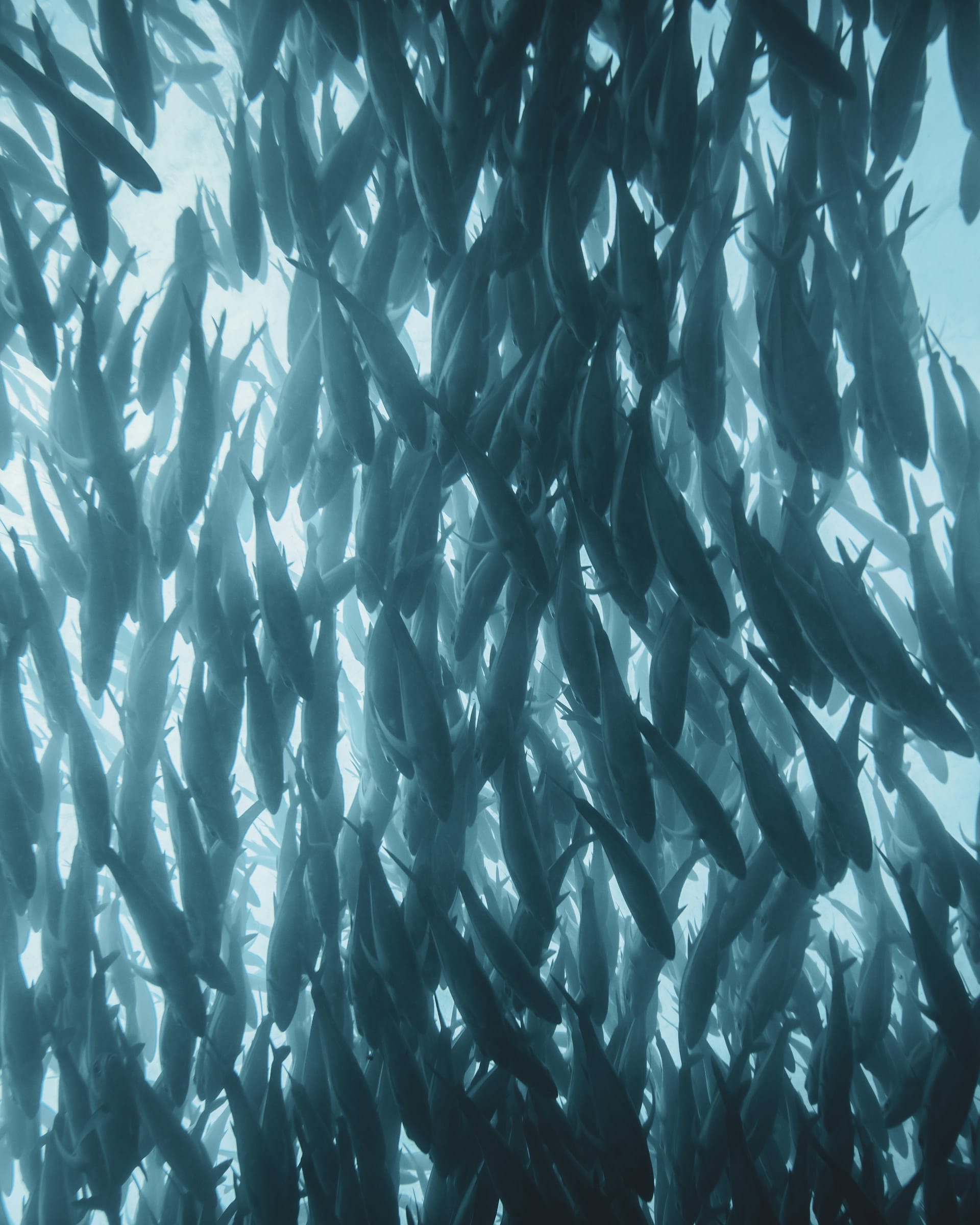 Types of fish in Montenegro
