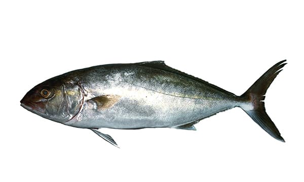 Gof (Seriola dumerili) – jedan od glavnih predatora koji napada bukvu