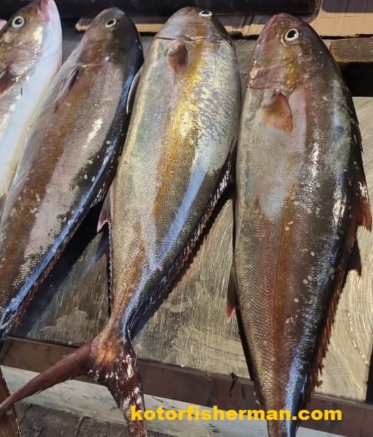 Amberjack (Seriola dumerili)