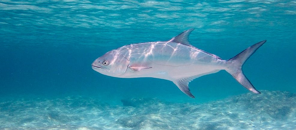 Lica (Lichia amia) napada bukvu pri površini mora