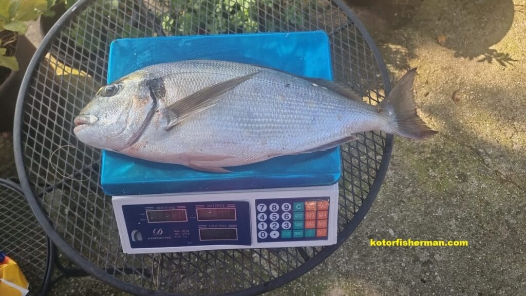 Gilthead Seabream (Sparus aurata)