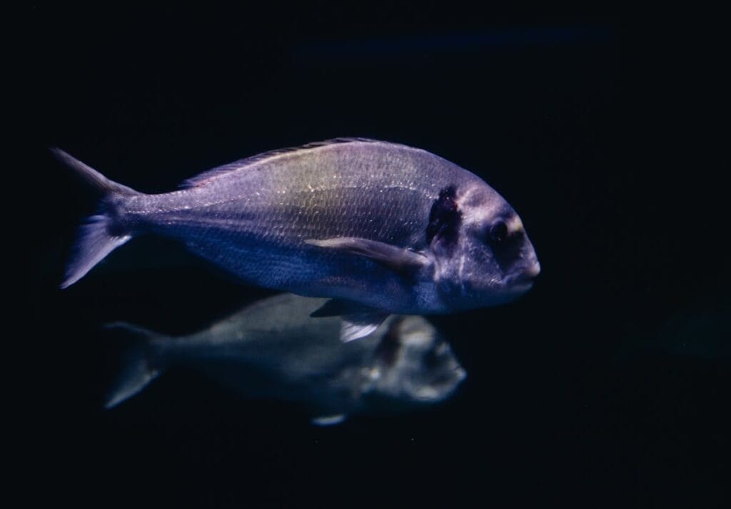 Gilthead Seabream