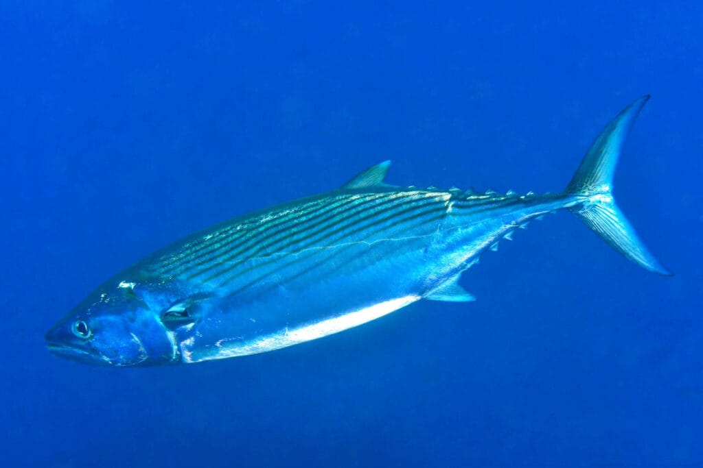 Atlantic Bonito