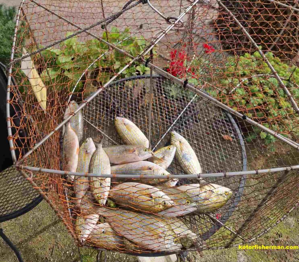 Sopa (Sarpa salpa) uhvacena u Boki Kotorskoj  – lokalni ribolov Crna Gora