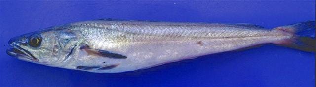 European Hake – Light and Safe Choice