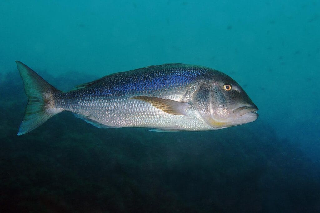 Common dentex – Premium Fish with Exceptional Nutrition