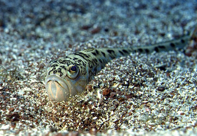 Morski pauk Trachinus draco zakopan u pijesku na plićaku Jadranskog mora