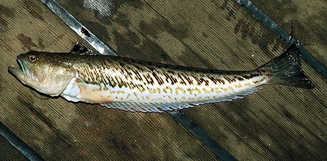 Greater weever is the Mediterranean seafood specialty