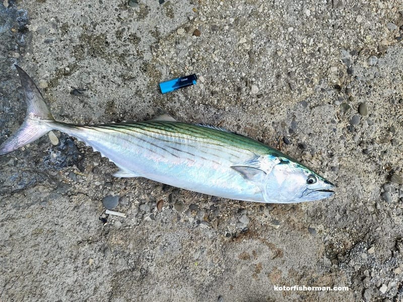 Atlantic Bonito (sarda-sarda)