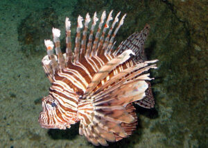 lionfish in the adriatic