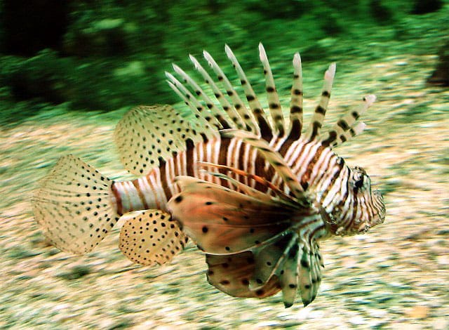 lionfish spearfishing tips Adriatic – dangerous species