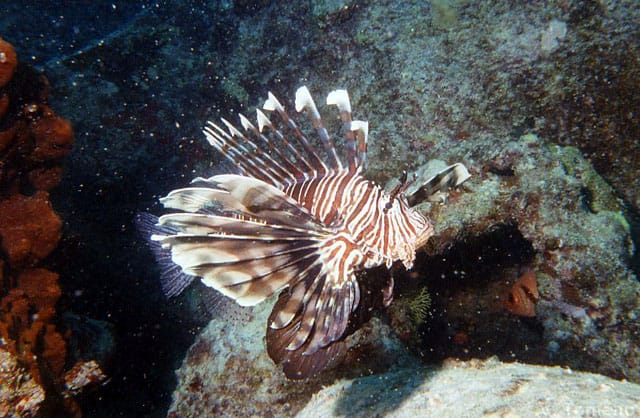 Poisonous Lionfish in the Adriatic