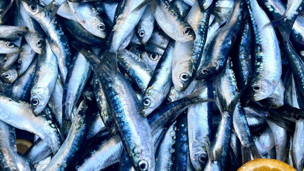 Healthy fish from Adriatic sea, sardines