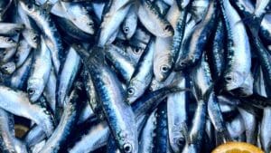Healthy fish from Adriatic sea, sardines
