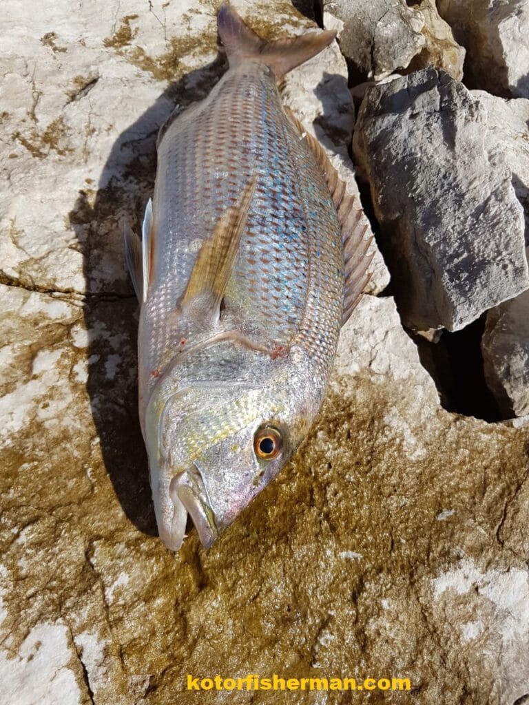 Dentex fishing techniques tested in Montenegro waters