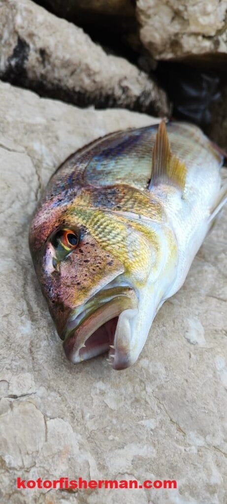 Successful dentex fishing trip in Kotor Bay