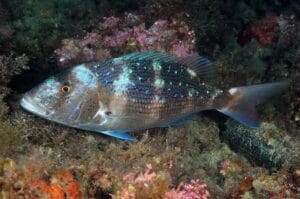 Dentex Fishing in the Adriatic