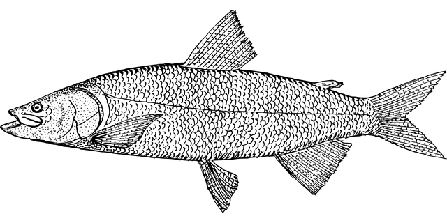 Diagram of a fish with the lateral line labeled — vibration-sensing organ