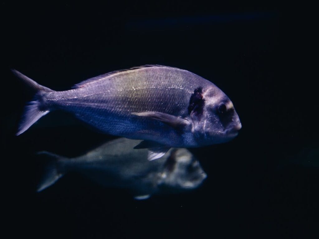 Gilt-head bream (Sparus aurata) — species known for sex change