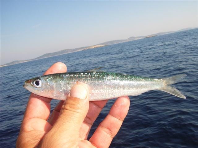 Sardine - oily fish