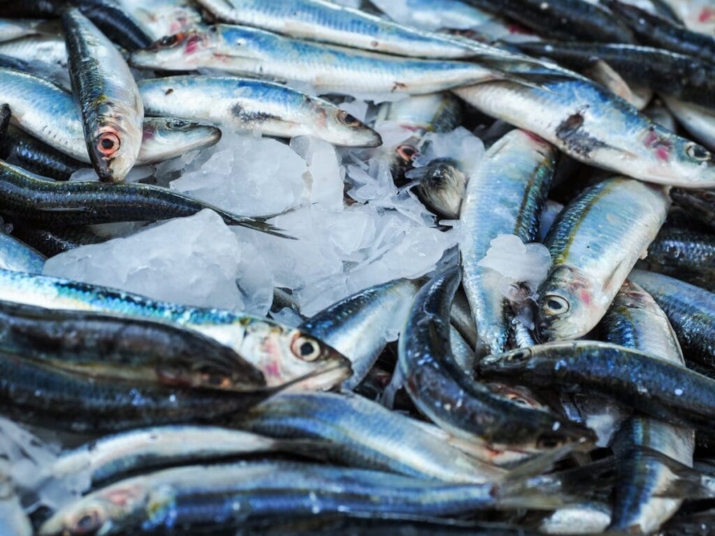 Oily fish of the Adriatic