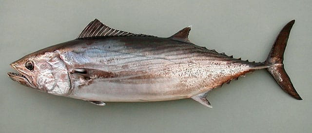 bonito fishing