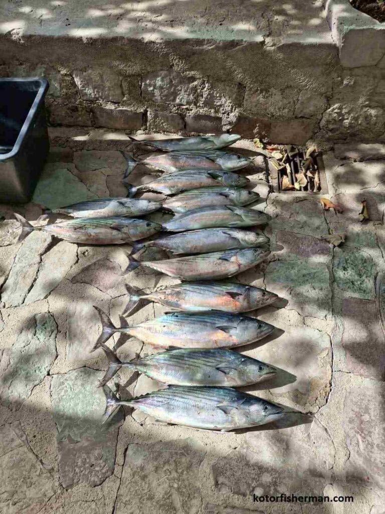 Bonito catch from boat in Montenegro