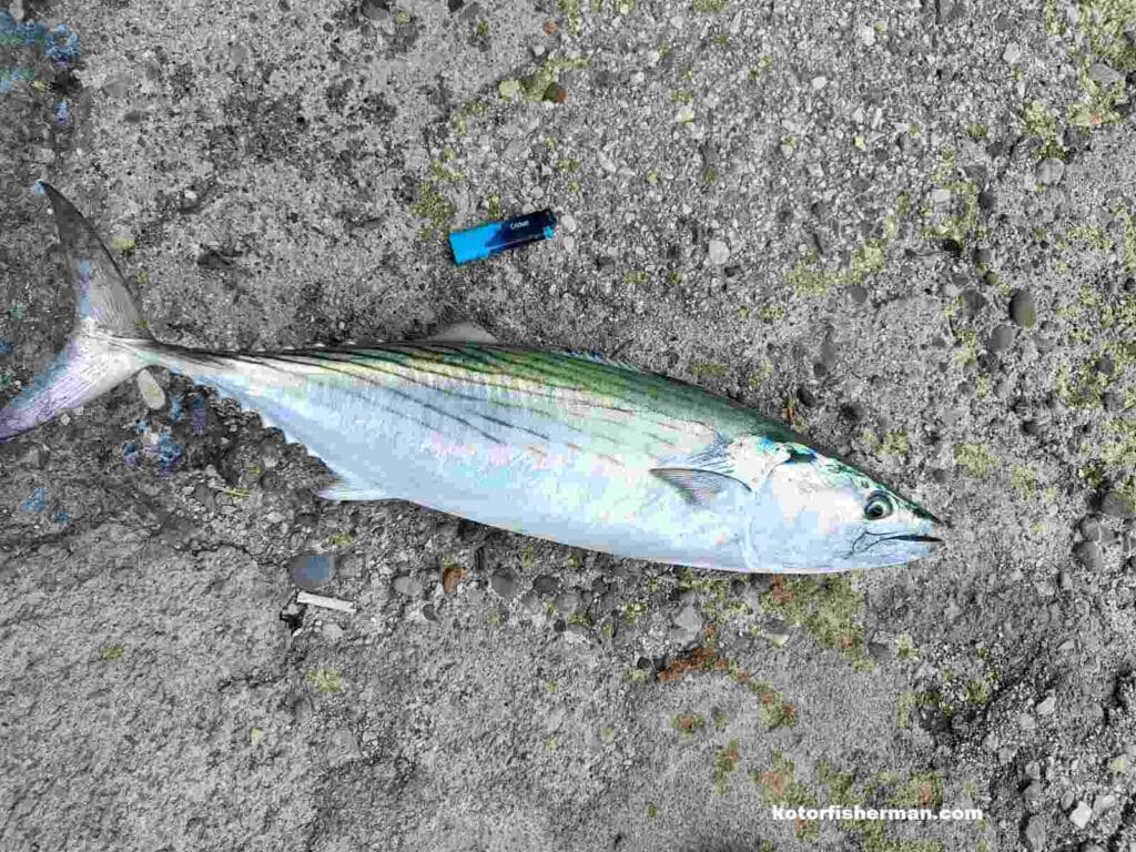 Bonito fishing in the Adriatic - shore fishing