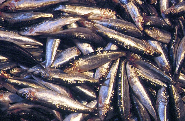 sardines, best bait for bonito fishing