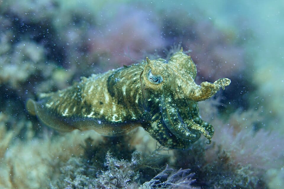 Cuttlefish – The Hidden Predator of the Shallows
