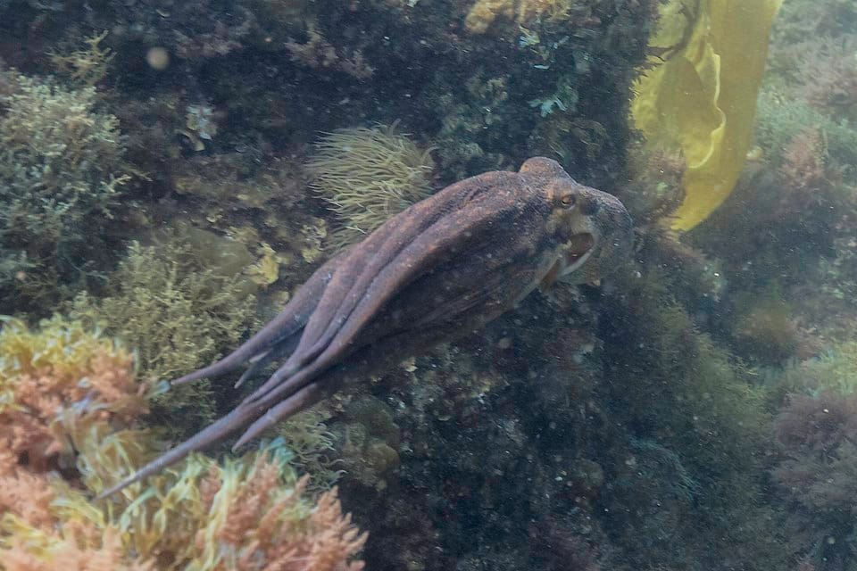 Glavonošci Jadranskog mora - Hobotnica