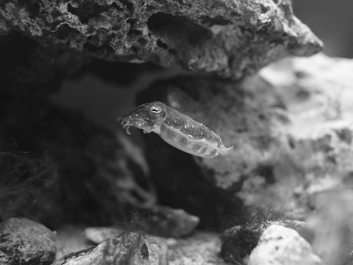 Photo by René Wechet httpswww.pexels.comphotosea-life-in-close-up-13589782