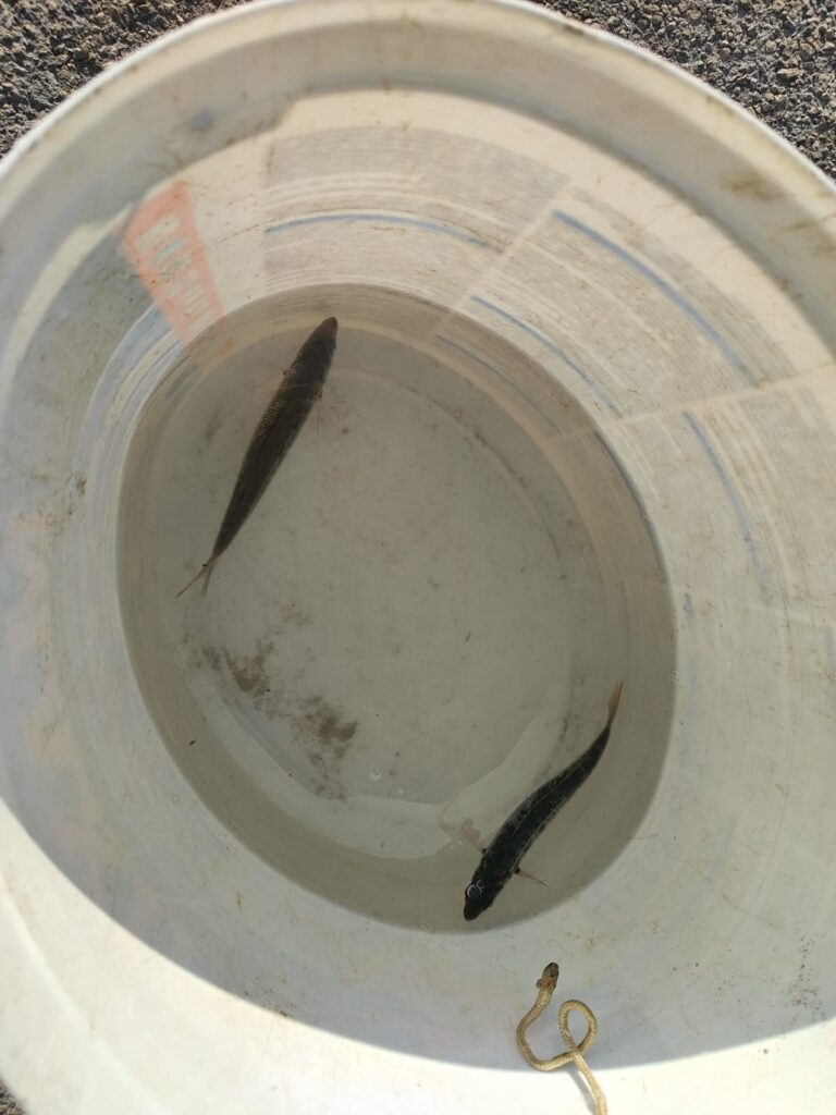 bogue as one of the fishing baits
