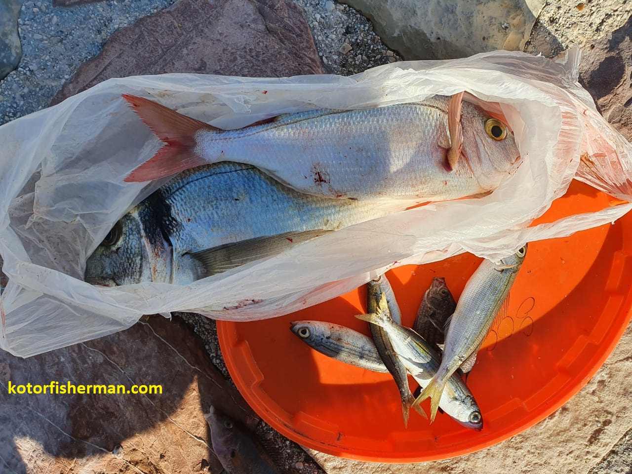 Whitefish of the Adriatic - Bokabay