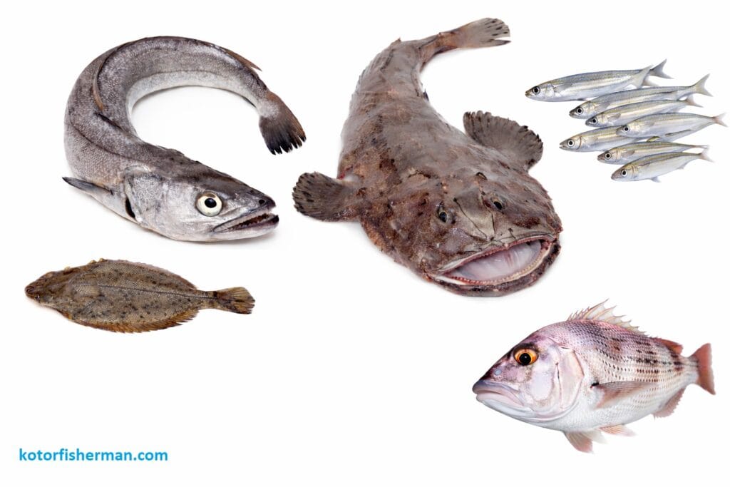 bijela riba - popis i vrste