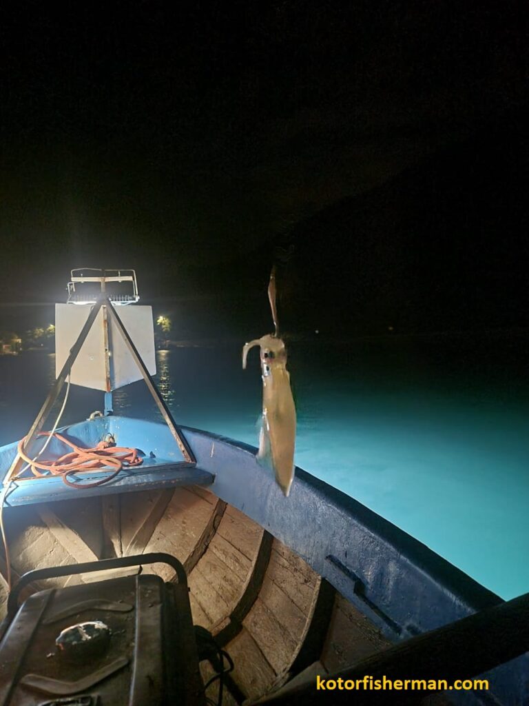 Cephalopods of the Adriatic Sea - Squid