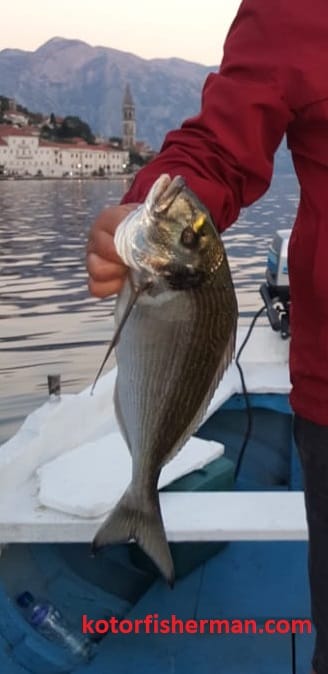 Whitefish of the Adriatic - Gilthead seabream