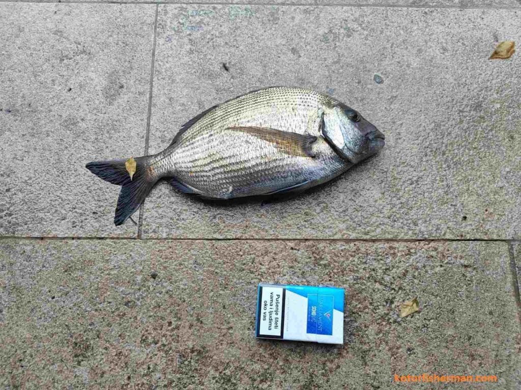 Winter shore fishing – White seabream