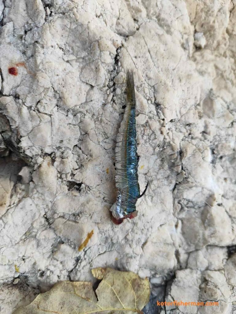 Sardine, natural bait