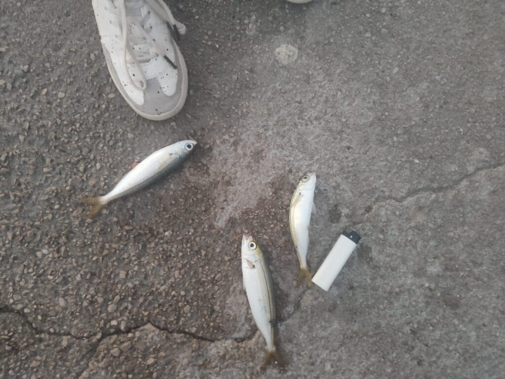Mediterranean bogue fish catch after shore fishing, showing typical size and appearance