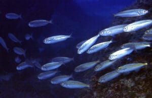 Mediterranean bogue fish